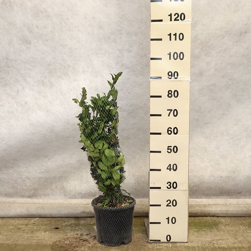 Amostra de Alfeneiro-do-Japão Texanum - Ligustrum japonicum Vaso de 7,5 L/10 L tal como entregue no outono