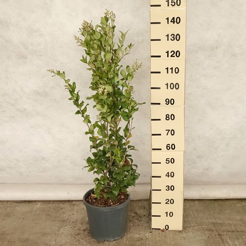Amostra de Alfeneiro-do-Japão Texanum - Ligustrum japonicum Vaso de 7,5 L/10 L tal como entregue no verão