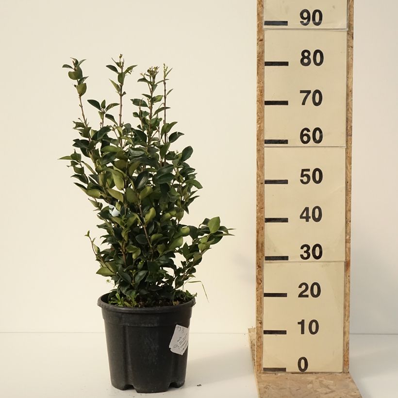 Amostra de Troène du Texas - Ligustrum japonicum Texanum Vaso de 7,5 L/10 L tal como entregue no inverno