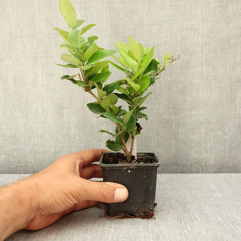 Amostra de Alfeneiro-do-Japão Texanum - Ligustrum japonicum Vaso de 8/9 cm tal como entregue no verão