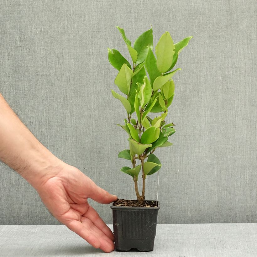 Amostra de Alfeneiro-do-Japão Texanum - Ligustrum japonicum Vaso de 8/9 cm tal como entregue na primavera
