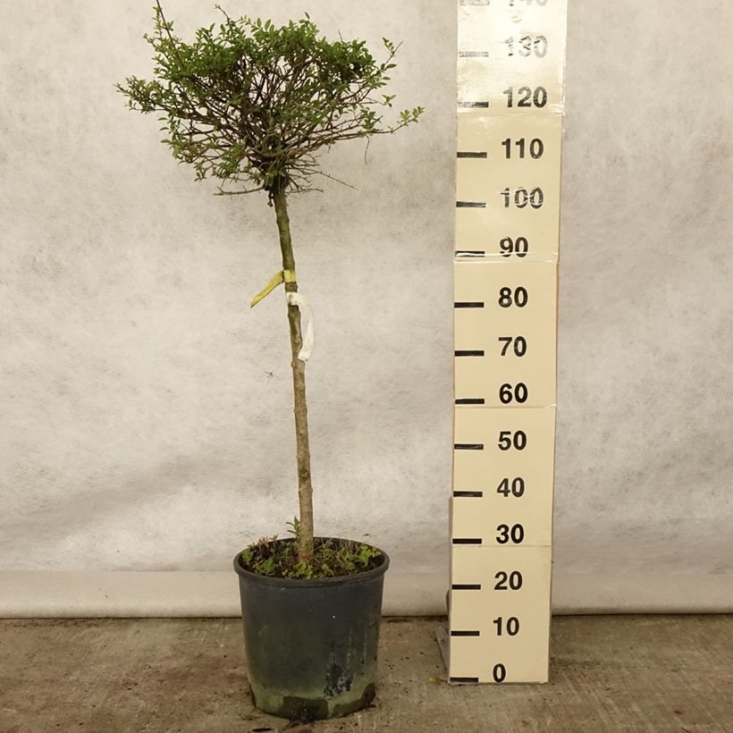 Amostra de Ligustrum delavayanum Vaso de 12 L/15 L, 1/4 de haste tal como entregue no verão
