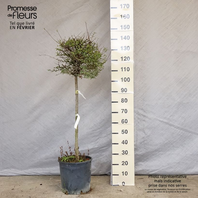 Amostra de Troène - Ligustrum delavayanum Vaso de 12 L/15 L tal como entregue no inverno