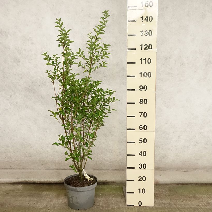 Amostra de Ligustrum ovalifolium Vaso de 7,5 L/10 L tal como entregue no verão