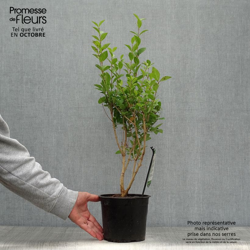 Amostra de Ligustrum ovalifolium Vaso de 2 L/3 L tal como entregue no outono
