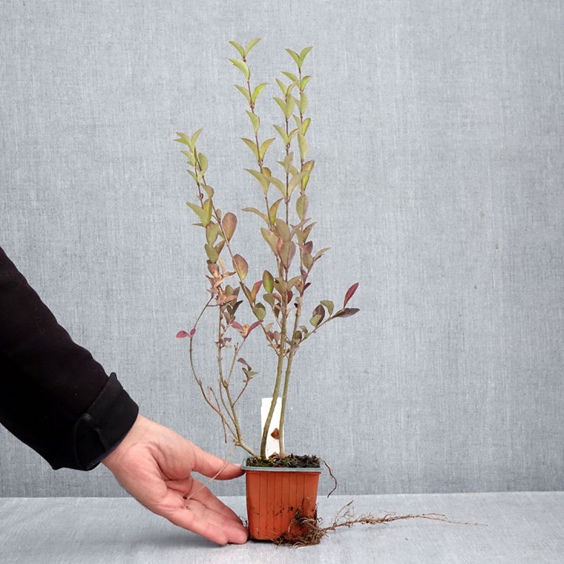 Amostra de Ligustrum ovalifolium Vaso de 8/9 cm tal como entregue no outono