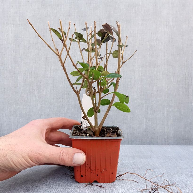 Amostra de Ligustrum ovalifolium Vaso de 8/9 cm tal como entregue no inverno