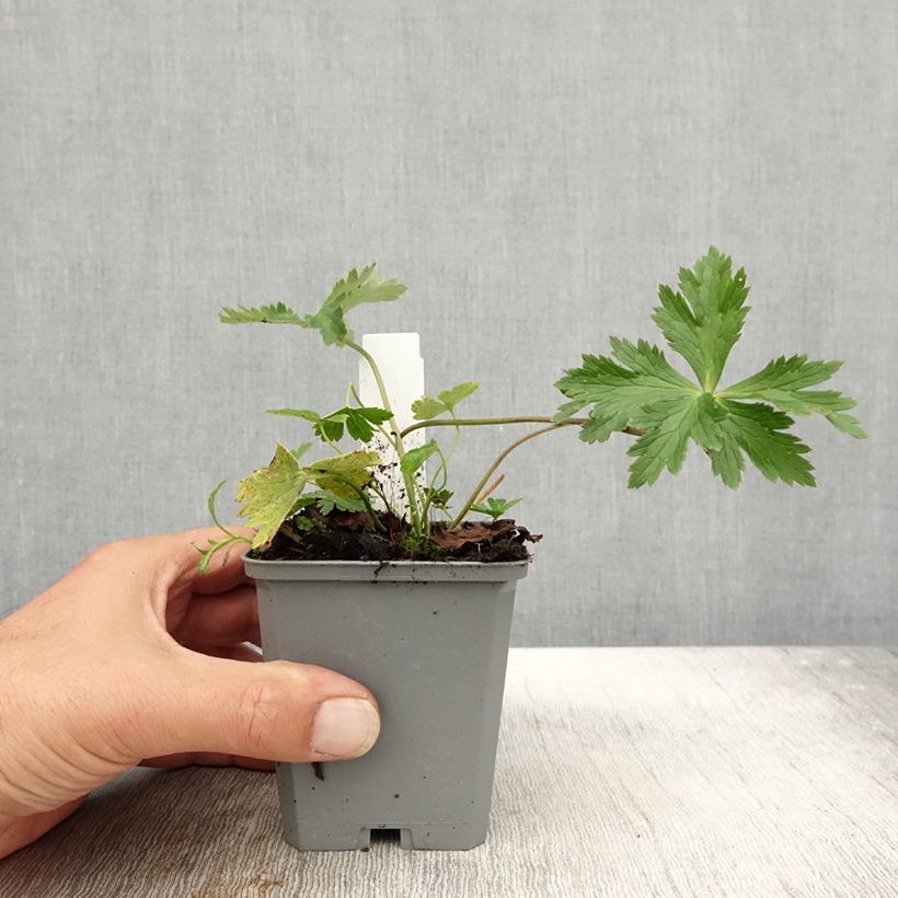 Amostra de Trollius europaeus Vaso de 8/9 cm tal como entregue no outono