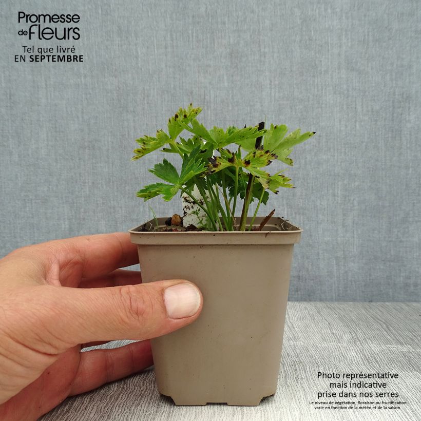 Amostra de Trollius europaeus Vaso de 8/9 cm tal como entregue no verão