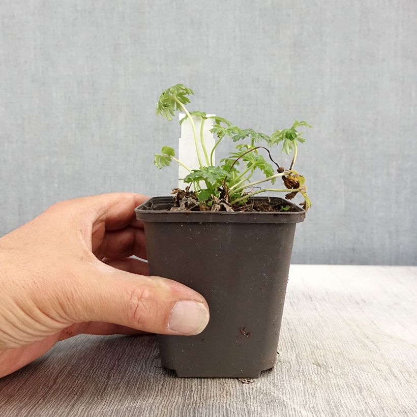 Amostra de Trollius pumilus Vaso de 8/9 cm tal como entregue no outono