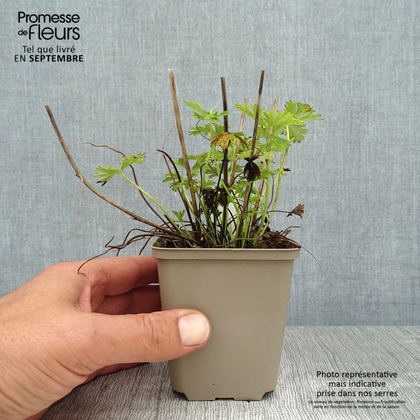 Amostra de Trollius pumilus Vaso de 8/9 cm tal como entregue no verão