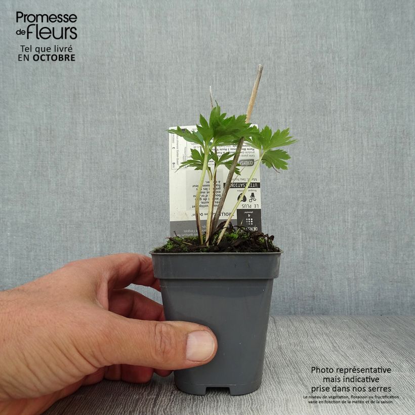 Amostra de Trollius chinensis Golden Queen Vaso de 8/9 cm tal como entregue no outono
