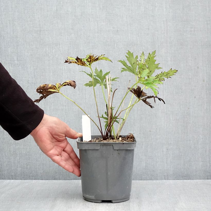 Amostra de Trollius chinensis Golden Queen Vaso de 2 L/3 L tal como entregue no outono