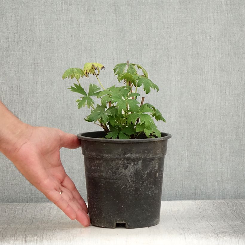 Amostra de Trollius chinensis Golden Queen Vaso de 2 L/3 L tal como entregue no verão