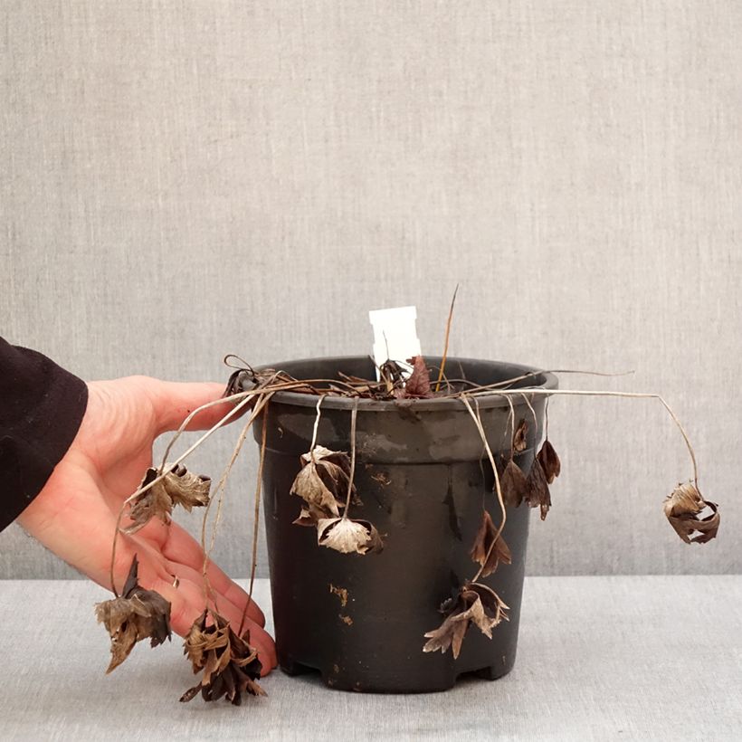 Amostra de Trolle - Trollius chinensis Golden Queen Vaso de 2 L/3 L tal como entregue no inverno