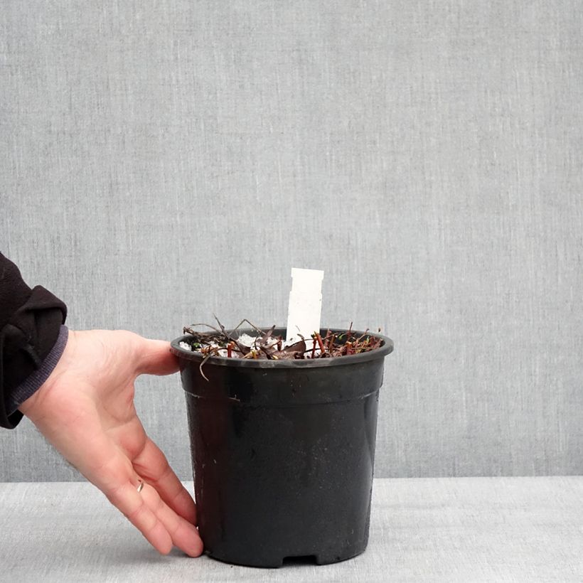 Amostra de Trolle - Trollius cultorum Cheddar Vaso de 2 L/3 L tal como entregue no inverno