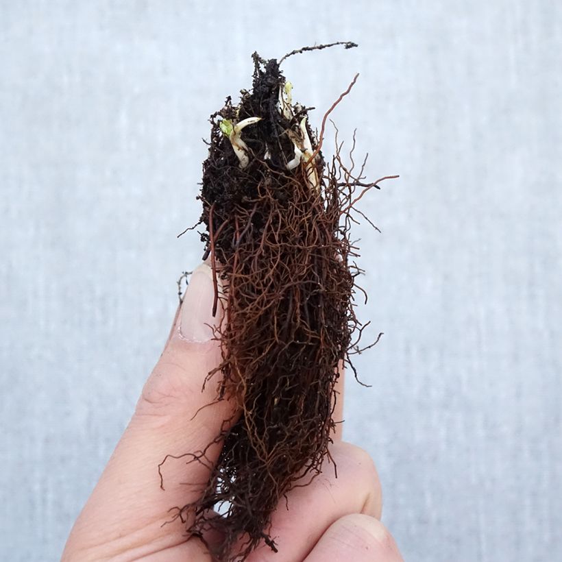 Amostra de Trolle - Trollius cultorum Cheddar Raízes nuas tal como entregue no inverno