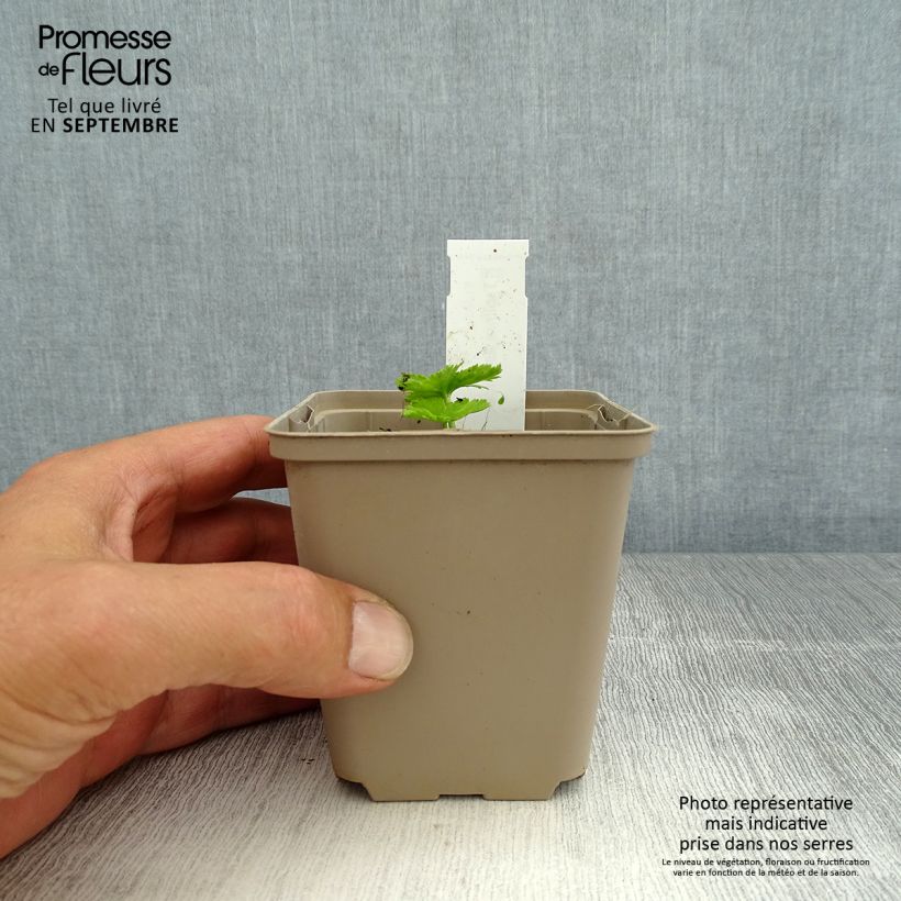 Amostra de Trollius asiaticus Vaso de 8/9 cm tal como entregue no verão