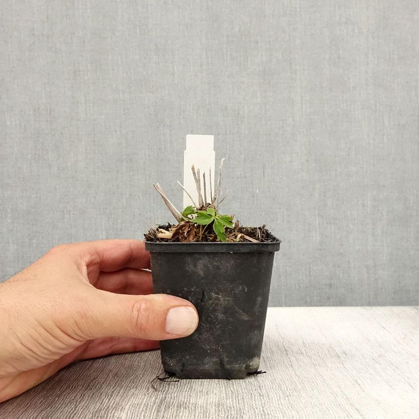 Amostra de Trollius Lemon Queen Vaso de 8/9 cm tal como entregue no outono