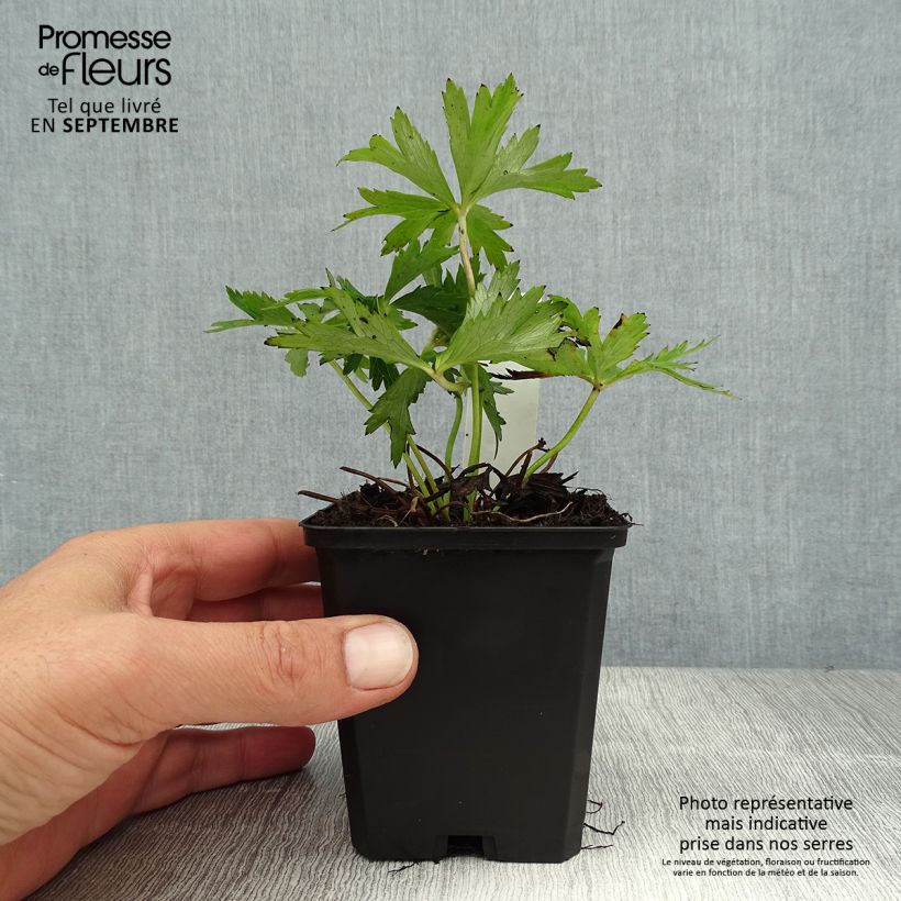 Amostra de Trollius Lemon Queen Vaso de 8/9 cm tal como entregue no verão