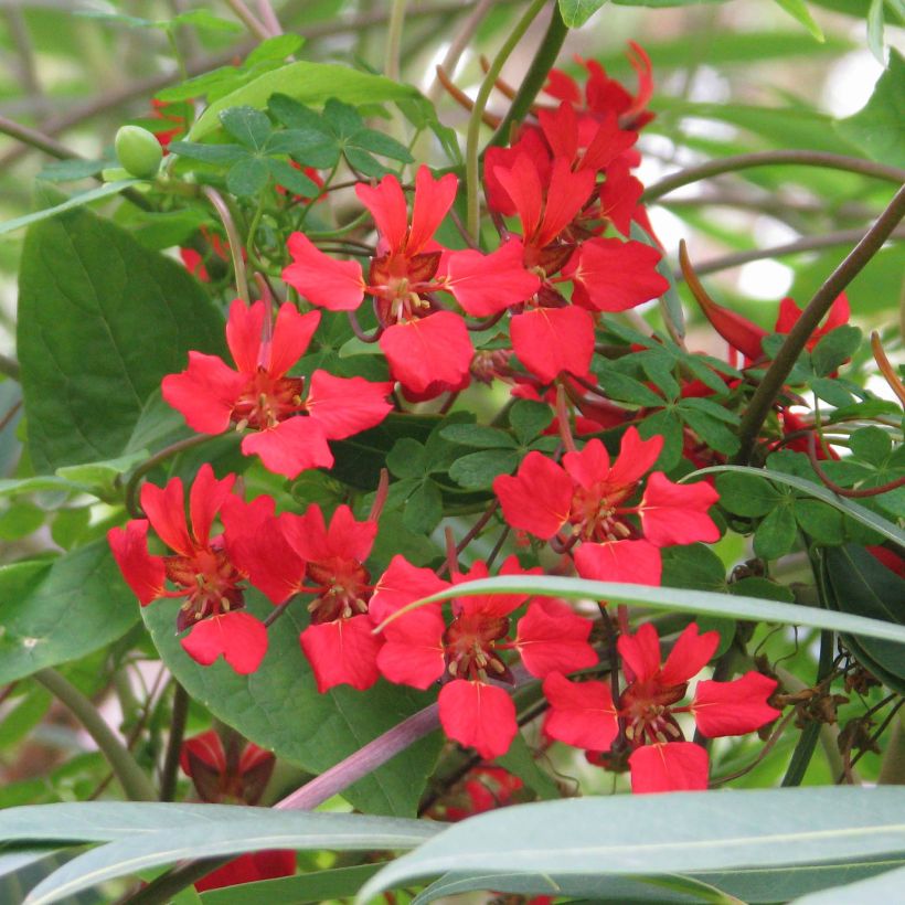 Tropaeolum speciosum (Floração)