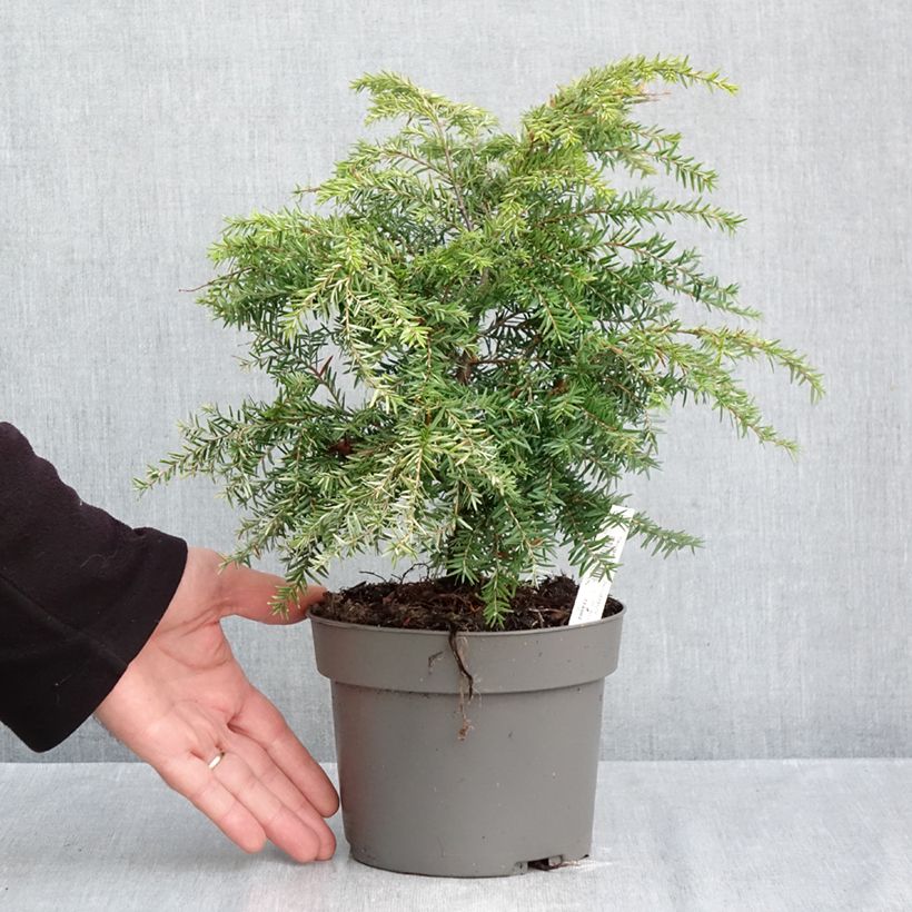 Amostra de Tsuga canadensis Jeddeloh Vaso de 2 L/3 L tal como entregue no outono