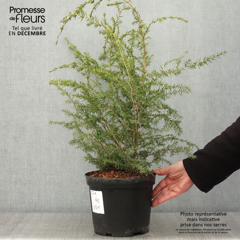 Amostra de Tsuga canadensis - Tsuga-do-canadá Vaso de 3 L/4 L tal como entregue no outono