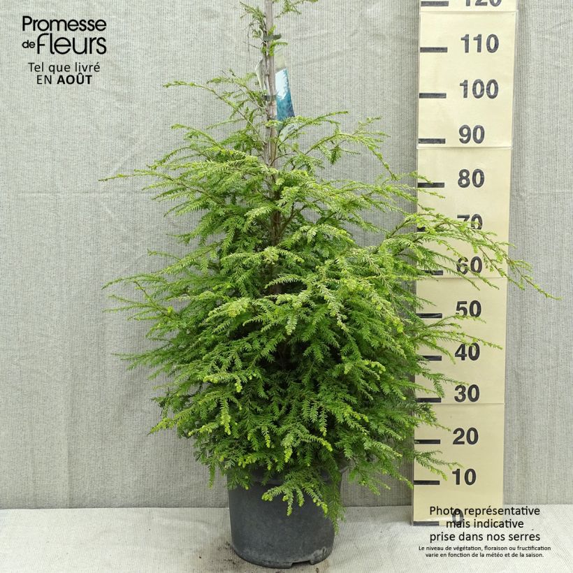 Amostra de Tsuga canadensis - Tsuga-do-canadá Vaso de 3 L/4 L tal como entregue no verão