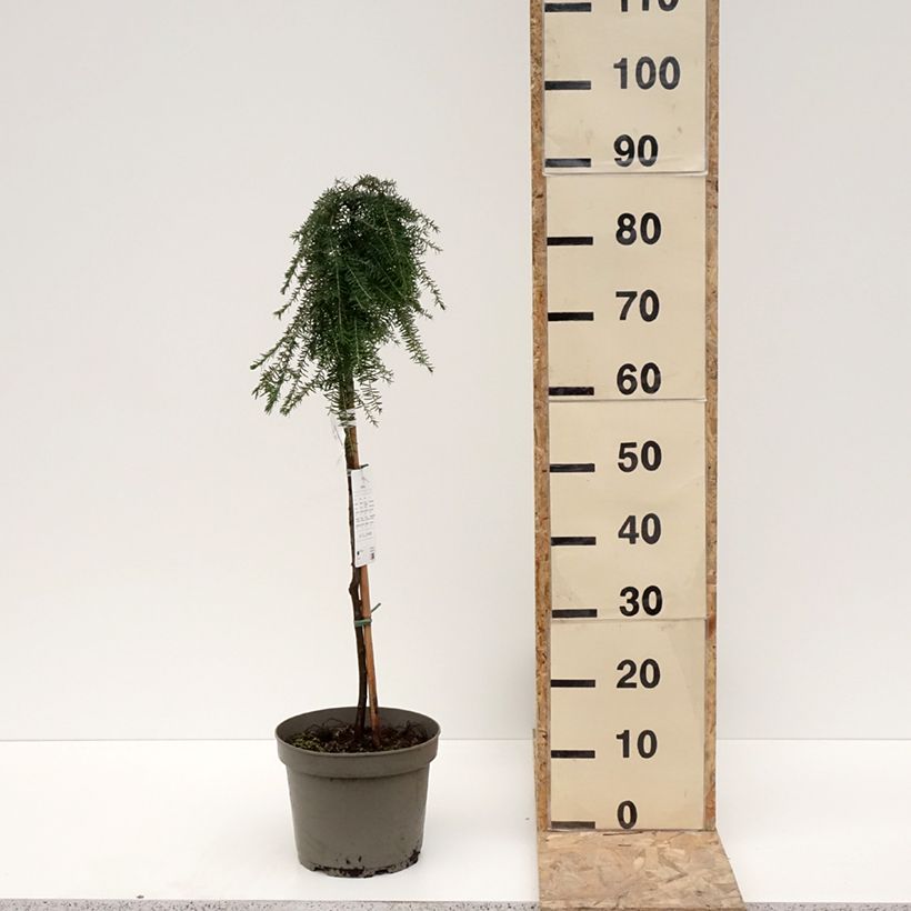 Amostra de Tsuga heterophylla Thorssen's Weeper - Pruche de l'Ouest Pot de 4L/5L tal como entregue no inverno