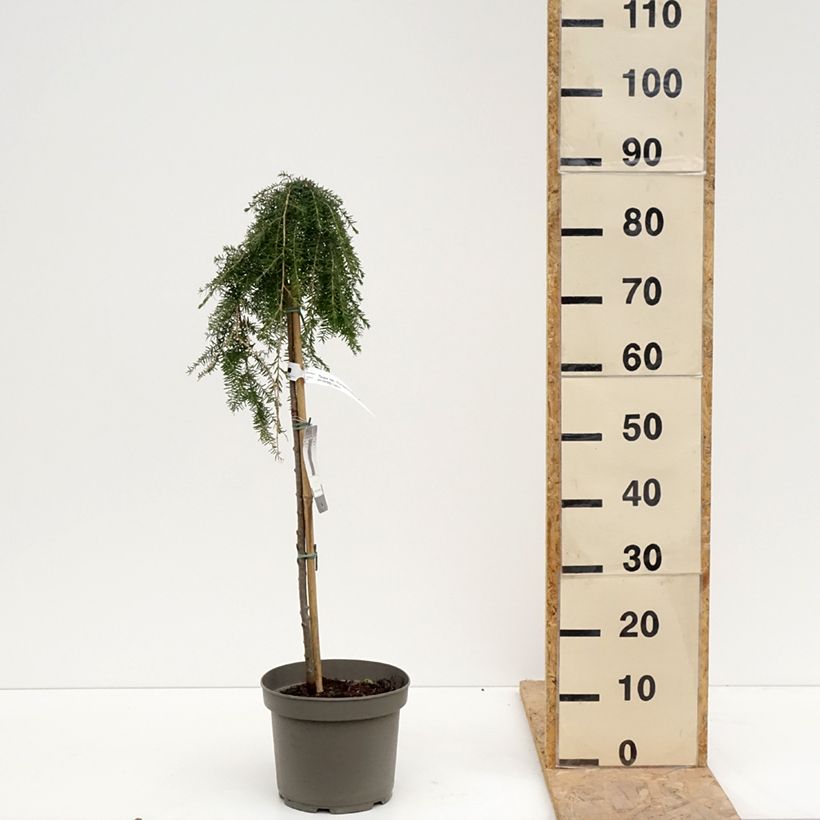 Amostra de Tsuga heterophylla Thorssen's Weeper Vaso de 4 L/5 L, Haste tal como entregue na primavera