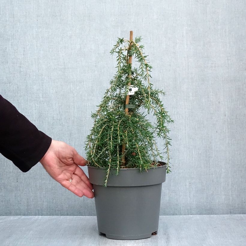 Amostra de Tsuga heterophylla Thorssen's Weeper Vaso de 4 L/5 L, Haste tal como entregue no outono