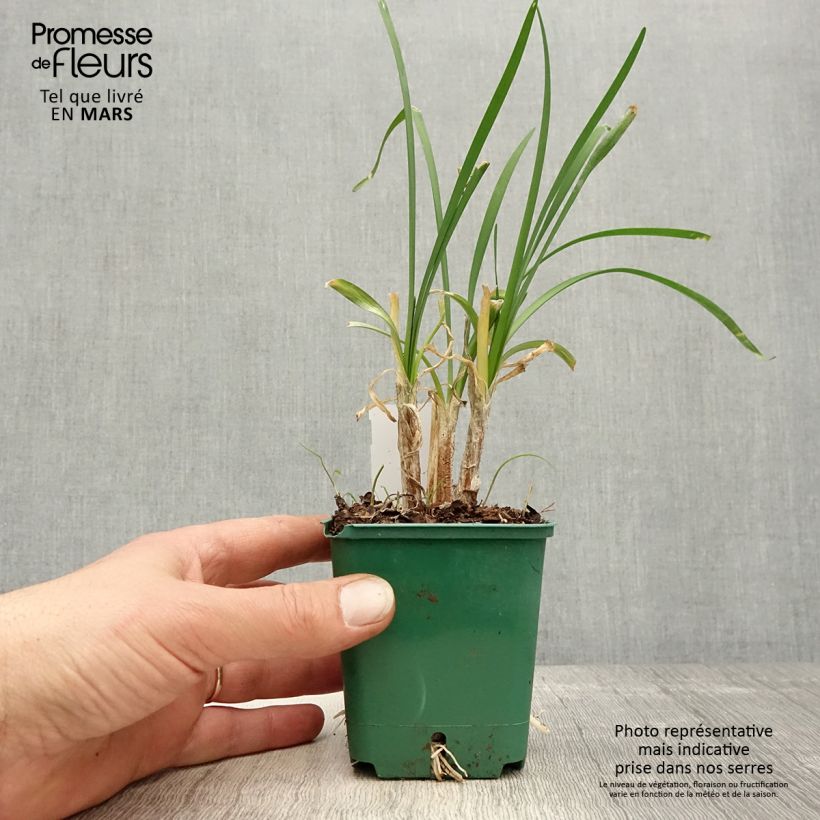 Amostra de Alho-social Violacea - Tulbaghia cominsii Vaso de 8/9 cm tal como entregue na primavera