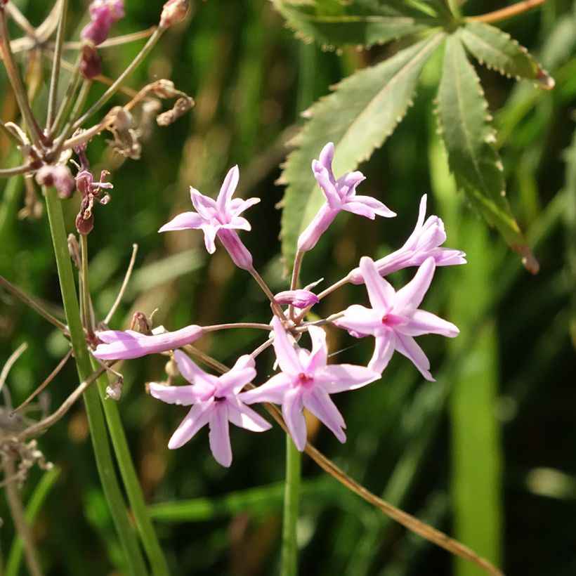 Alho-social Dark Star - Tulbaghia violacea (Floração)