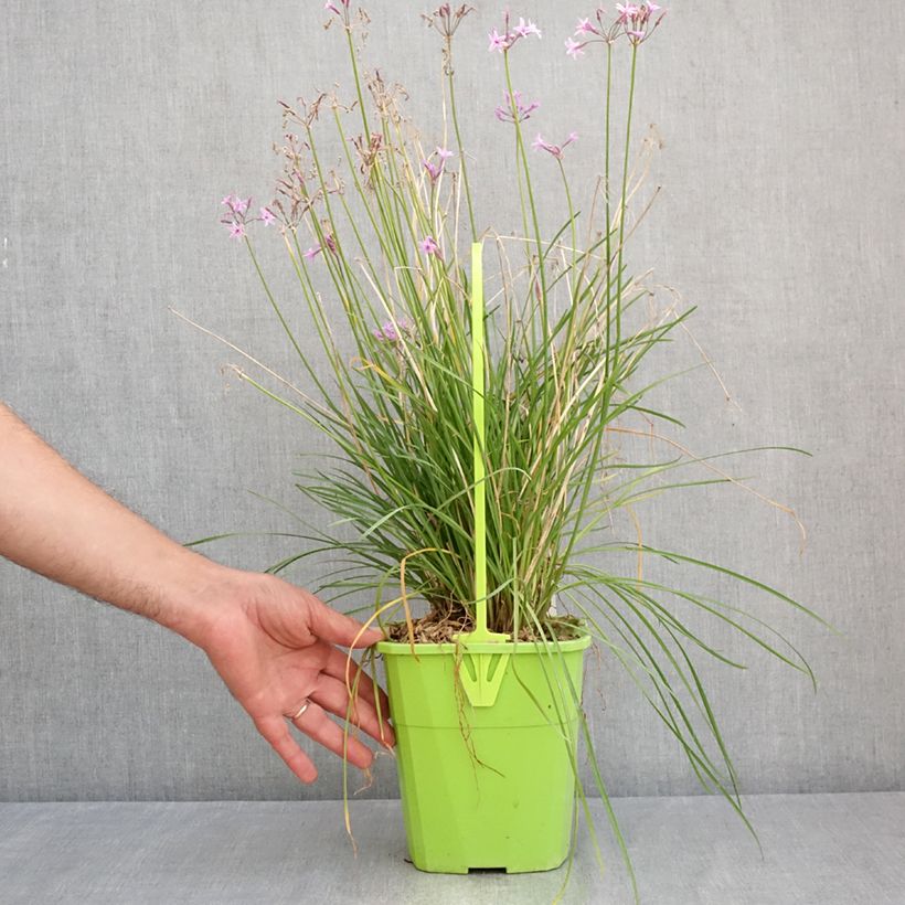 Amostra de Tulbaghia Dark Star - Tulbaghie Vaso de 3 L/4 L tal como entregue no verão