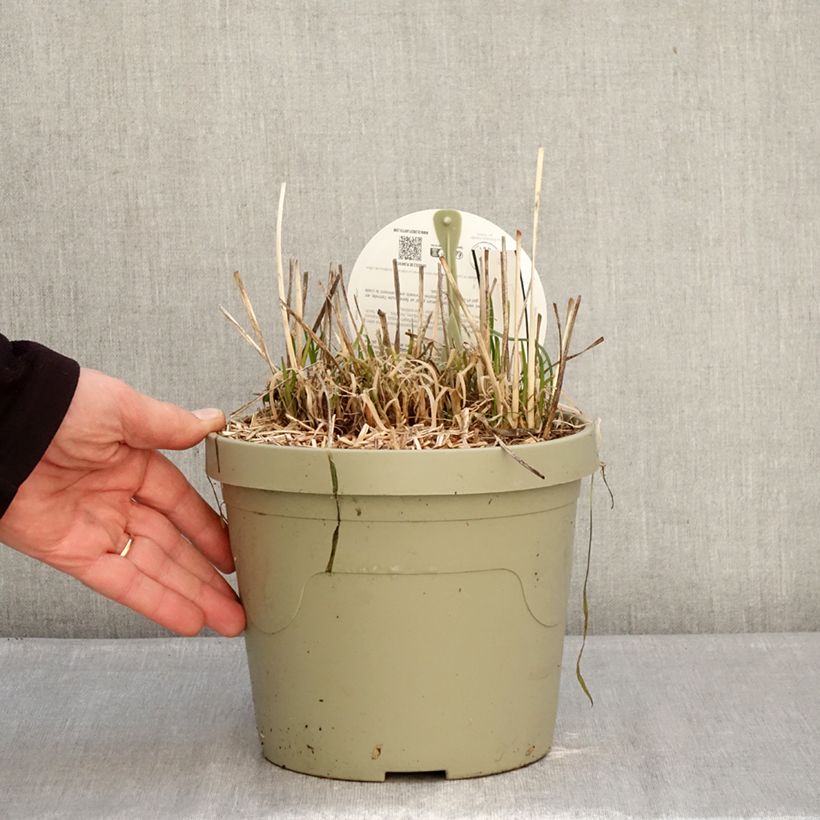 Amostra de Alho-social Dark Star - Tulbaghia violacea Vaso de 3 L/4 L tal como entregue no inverno