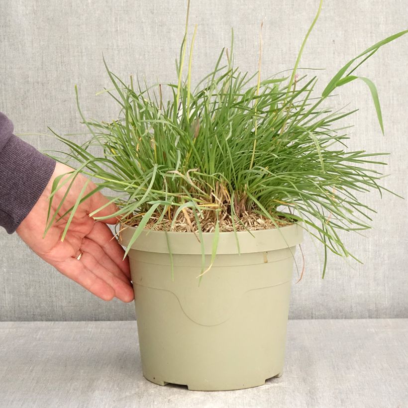 Amostra de Alho-social Dark Star - Tulbaghia violacea Vaso de 3 L/4 L tal como entregue na primavera