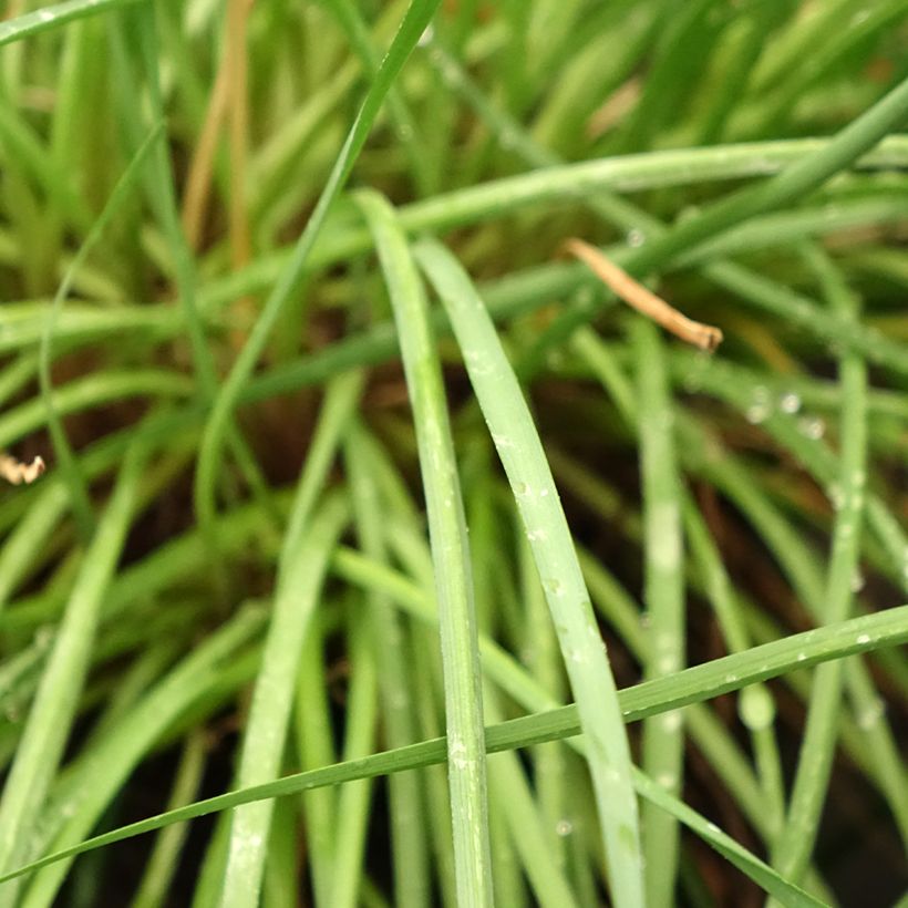 Tulbaghia Fairy Star (Folhagem)