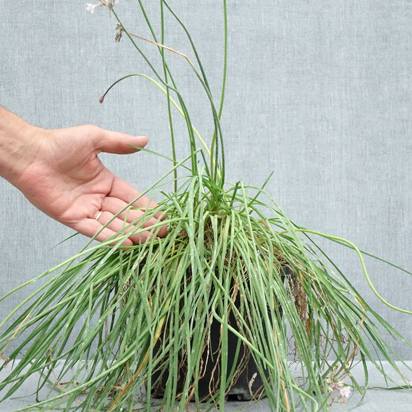 Amostra de Tulbaghia Fairy Star Vaso de 3 L/4 L tal como entregue no verão