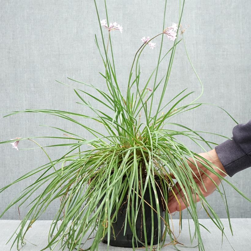 Amostra de Tulbaghia Fairy Star Vaso de 3 L/4 L tal como entregue na primavera