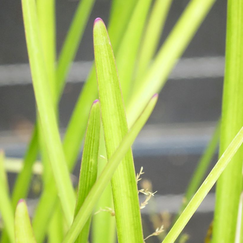 Alho-social Flamingo - Tulbaghia violacea (Folhagem)