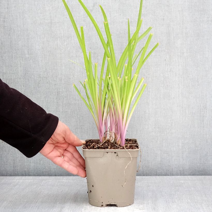 Amostra de Alho-social Flamingo - Tulbaghia violacea Vaso de 2 L/3 L tal como entregue na primavera