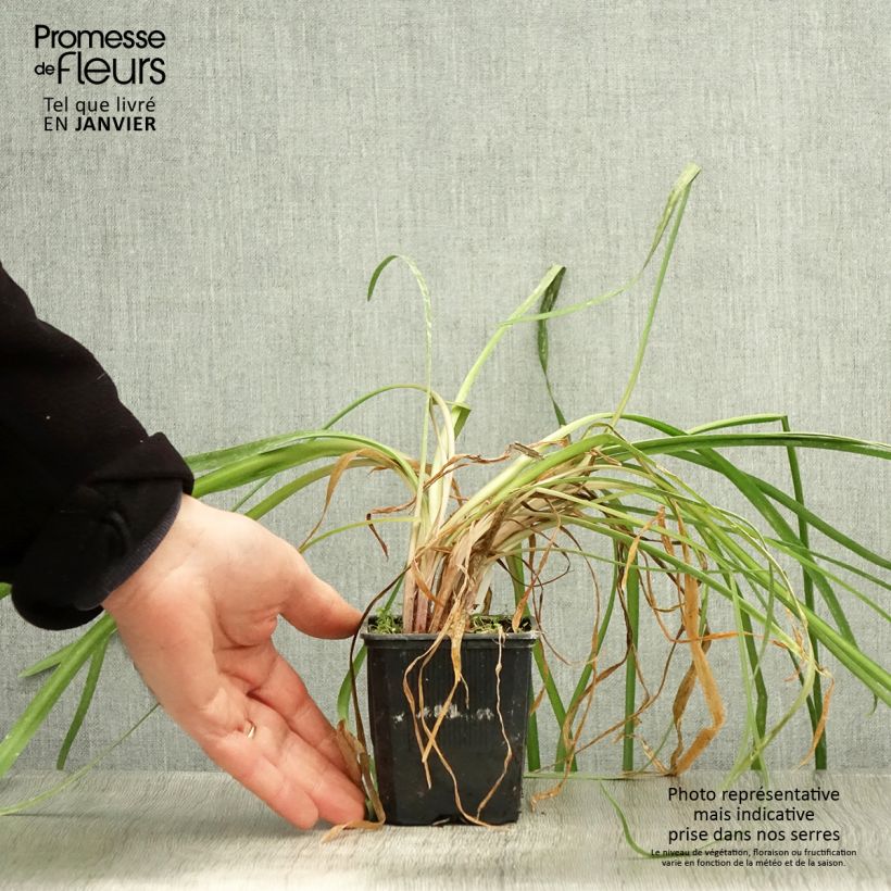 Amostra de Tulbaghia Himba - Tulbaghie hybride  Godet de 7/8 cm tal como entregue no inverno