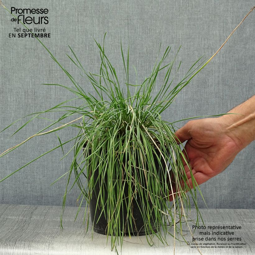 Amostra de Alho-social Purple Eye - Tulbaghia violacea Vaso de 2 L/3 L tal como entregue no outono