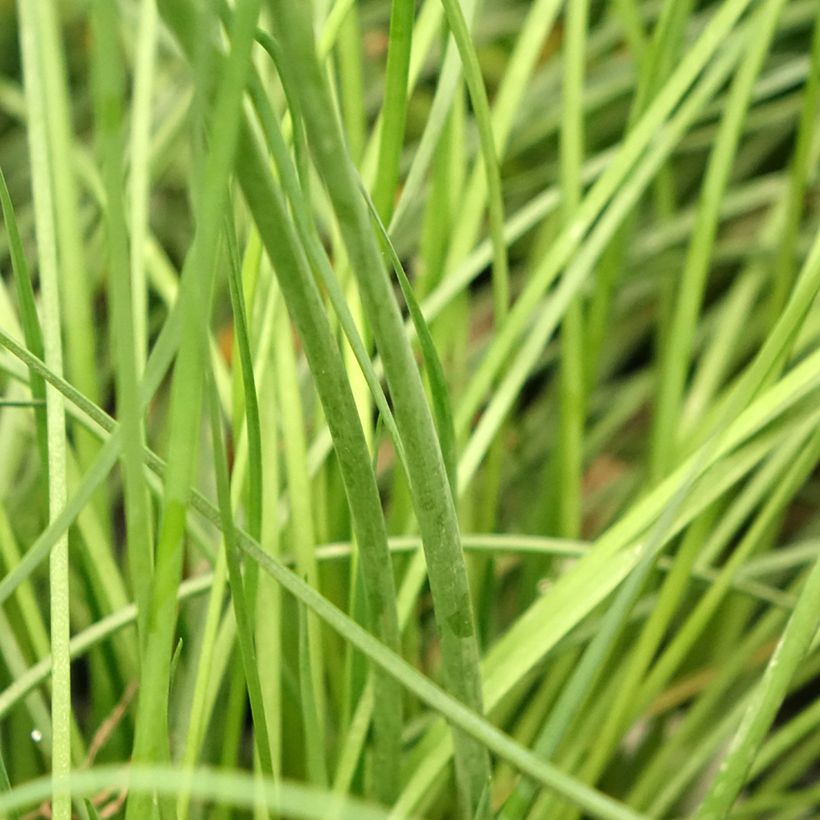 Alho-social Purple Eye - Tulbaghia violacea (Folhagem)