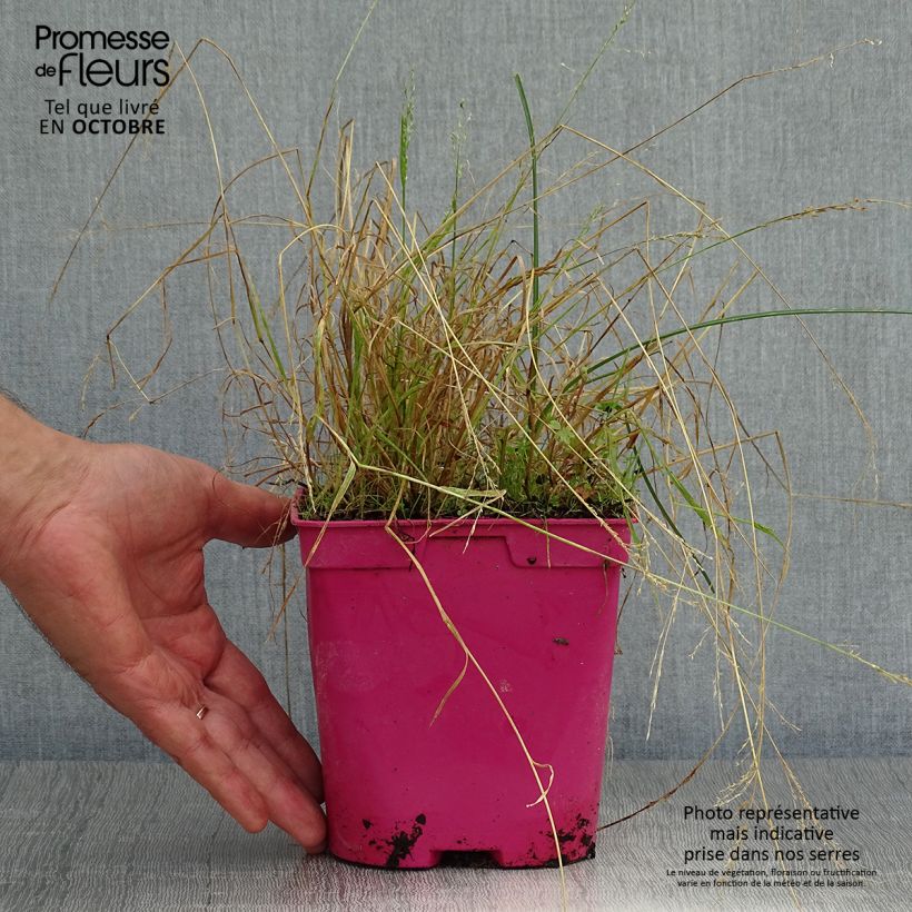 Amostra de Alho-social Ashanti - Tulbaghia violacea Vaso de 2 L/3 L tal como entregue no outono