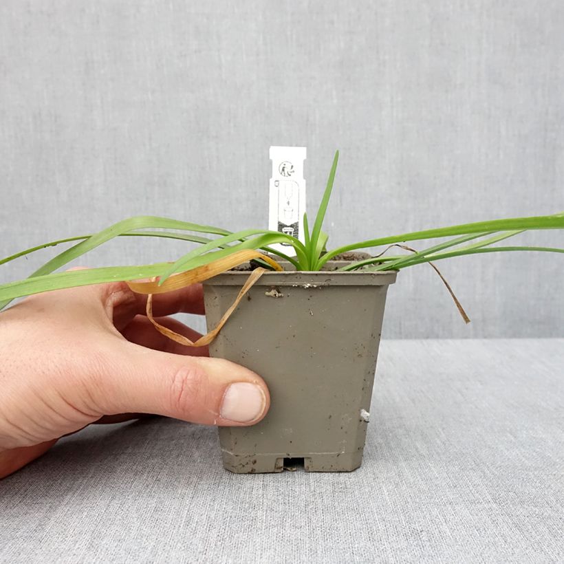 Amostra de Tulbaghia violacea Savannah Lightning - Tulbaghie  Godet de 8/9 cm tal como entregue no inverno