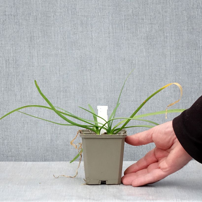 Amostra de Alho-social Savannah Lightning - Tulbaghia violacea Vaso de 8/9 cm tal como entregue na primavera