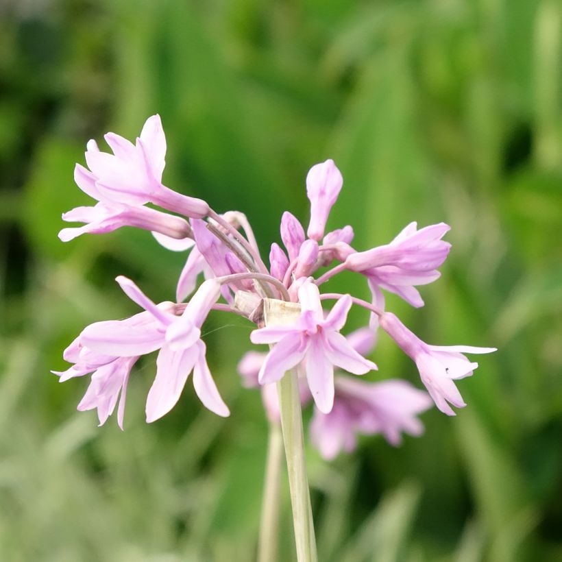 Alho-social Silver Lace - Tulbaghia violacea (Floração)