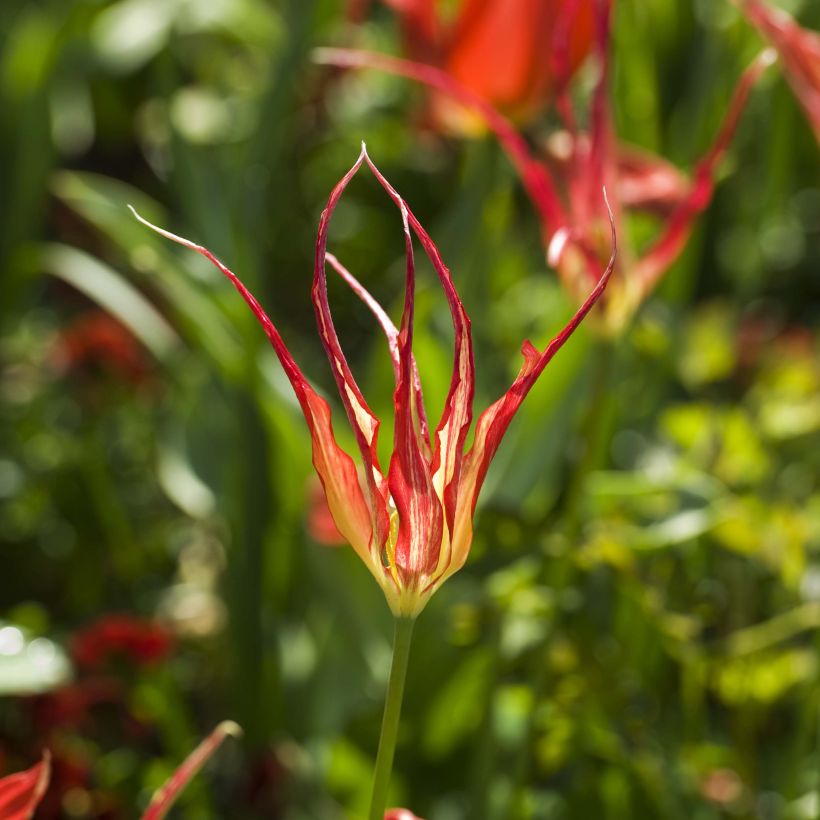 Tulipa acuminata (Floração)