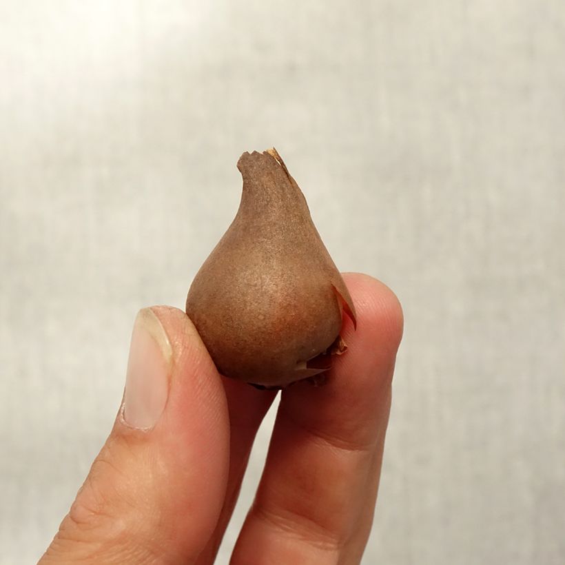 Amostra de Tulipa acuminata Bulbo Calibre 8+ tal como entregue no outono